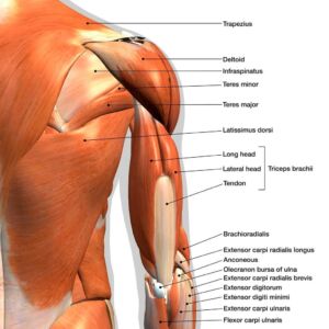 shoulder muscles the prehab guys