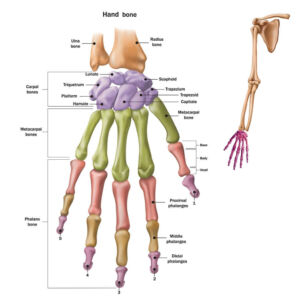 the prehab guys thumb arthritis
